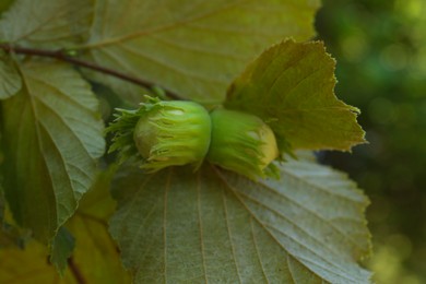 Unripe hazelnuts growing on tree outdoors, closeup