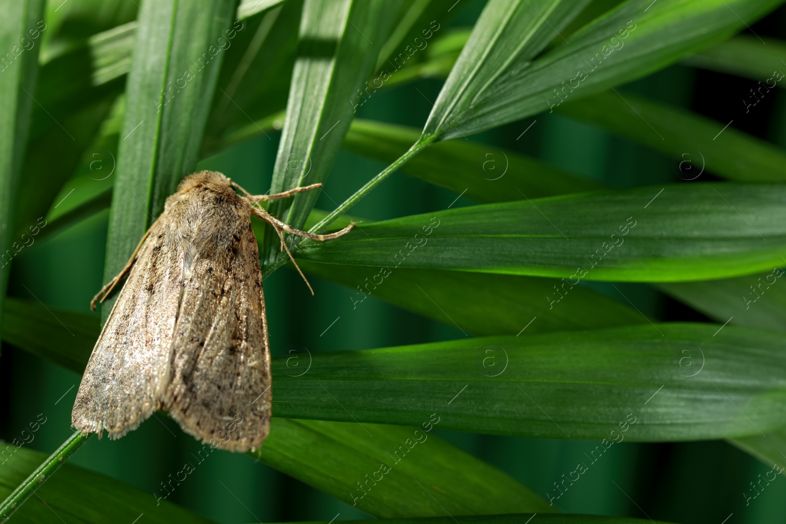 Photo of Paradrina clavipalpis moth on green leaf outdoors, space for text