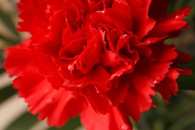 Red carnation flower with water drops on blurred background, closeup