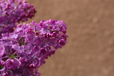 Photo of Closeup view of beautiful lilac flowers on color background. Space for text