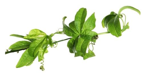 Branch of passion fruit plant (Passiflora) isolated on white