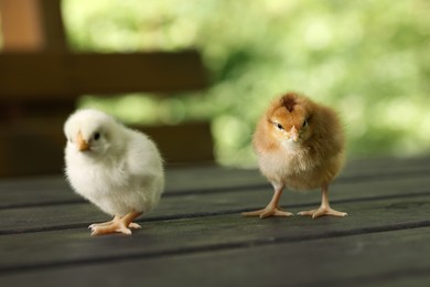 Photo of Two cute chicks on wooden surface outdoors, closeup. Baby animals