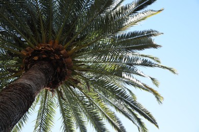 Photo of Beautiful palm tree with green leaves against clear sky, low angle view