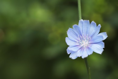 Beautiful blooming chicory flower growing outdoors, closeup. Space for text