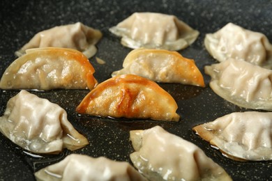 Cooking gyoza on frying pan with hot oil, closeup