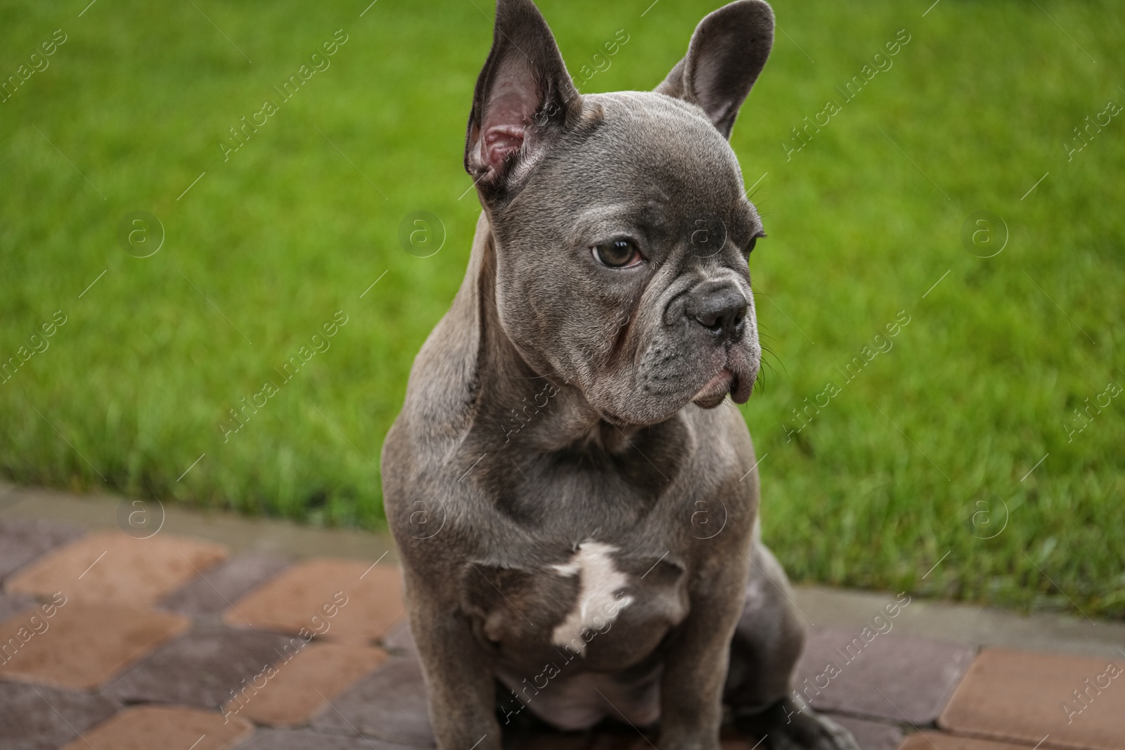 Photo of Cute French bulldog sitting on walkway near green lawn. Dog walking