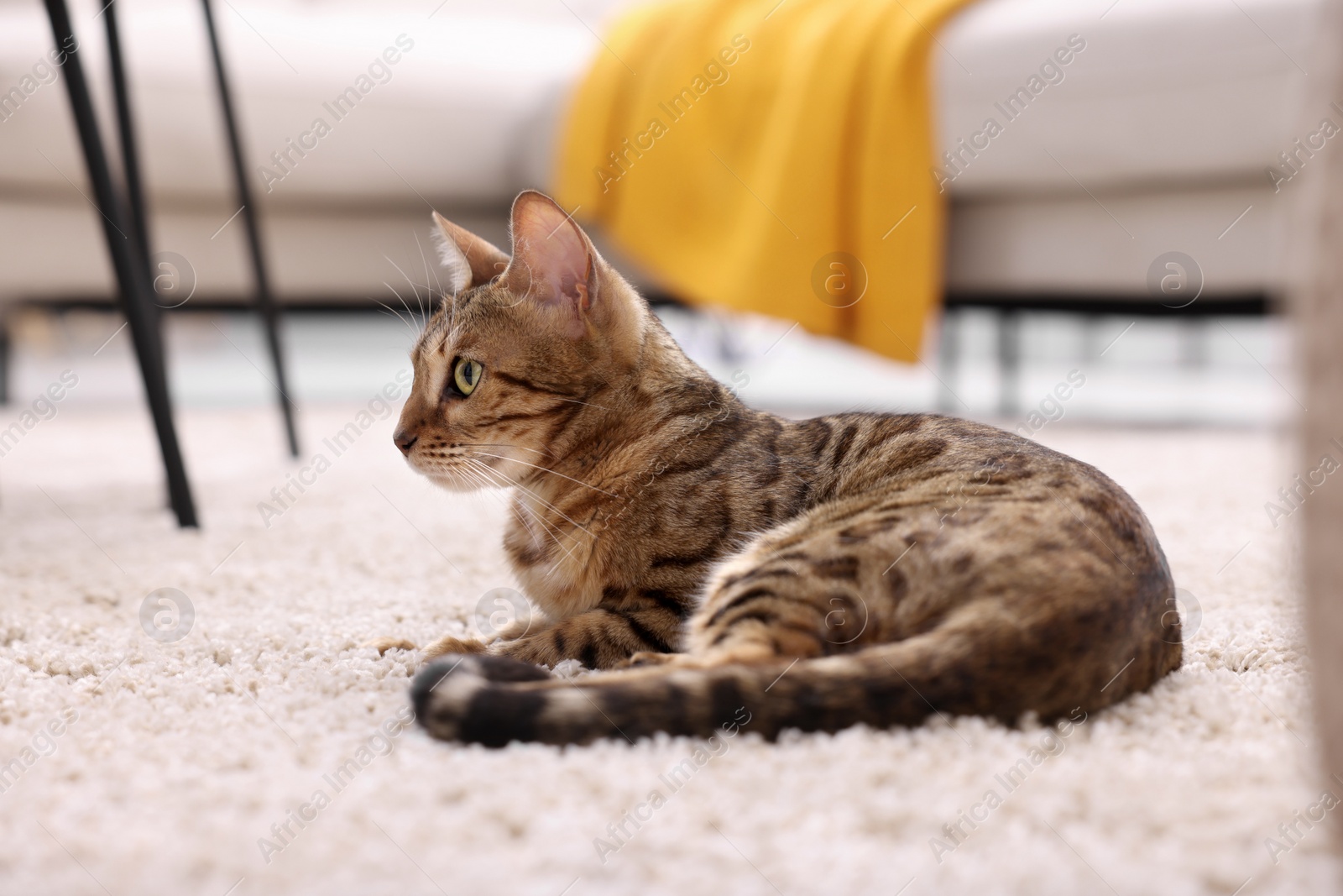 Photo of Cute Bengal cat lying on carpet at home. Adorable pet