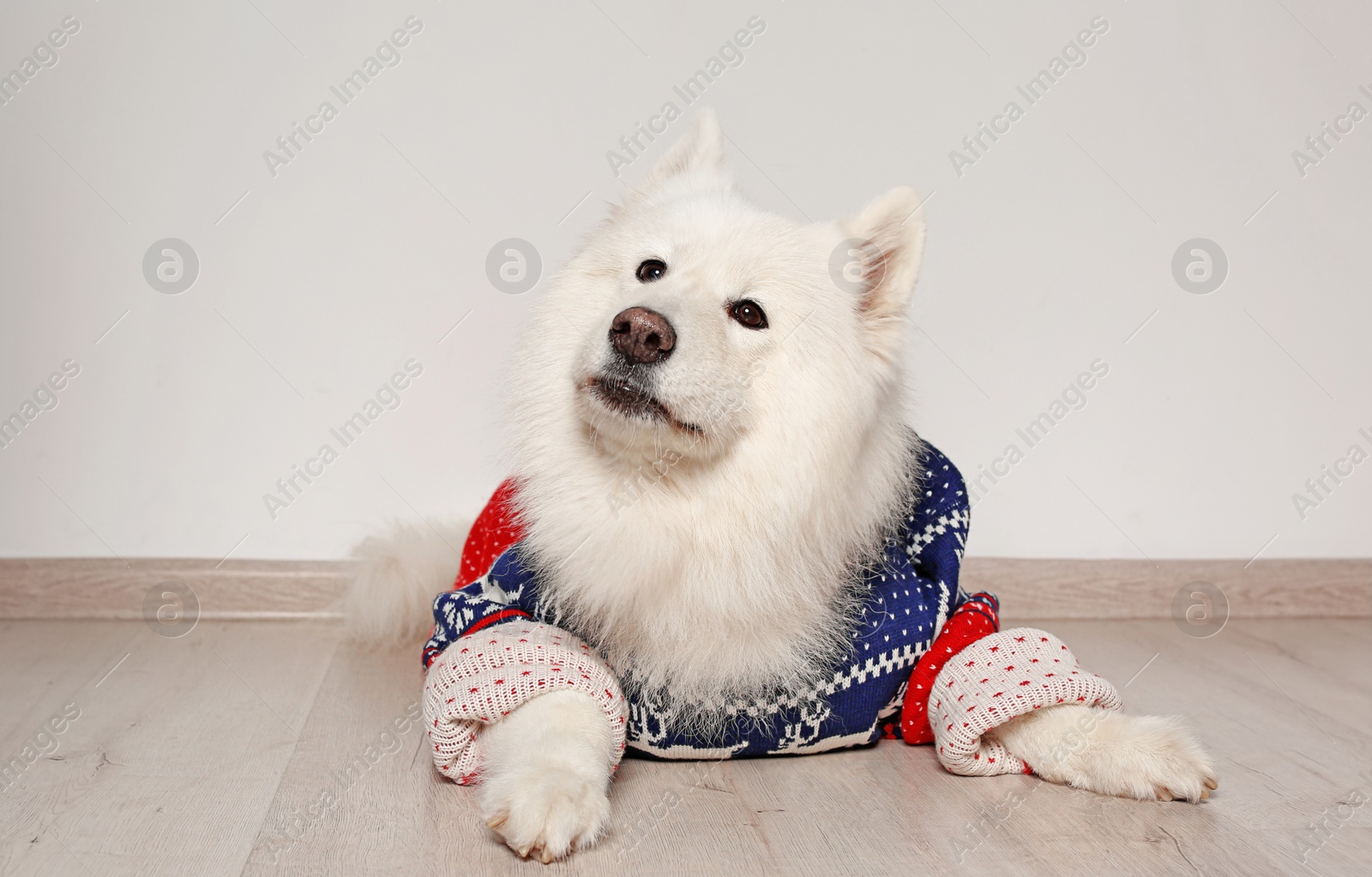 Photo of Cute dog in warm sweater on floor. Christmas celebration