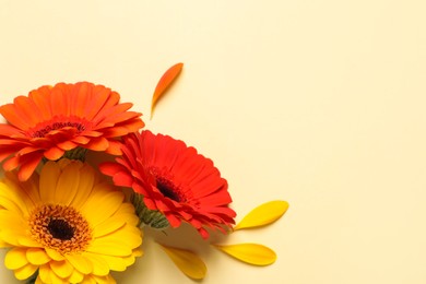 Photo of Beautiful colorful gerbera flowers and petals on beige background, flat lay. Space for text