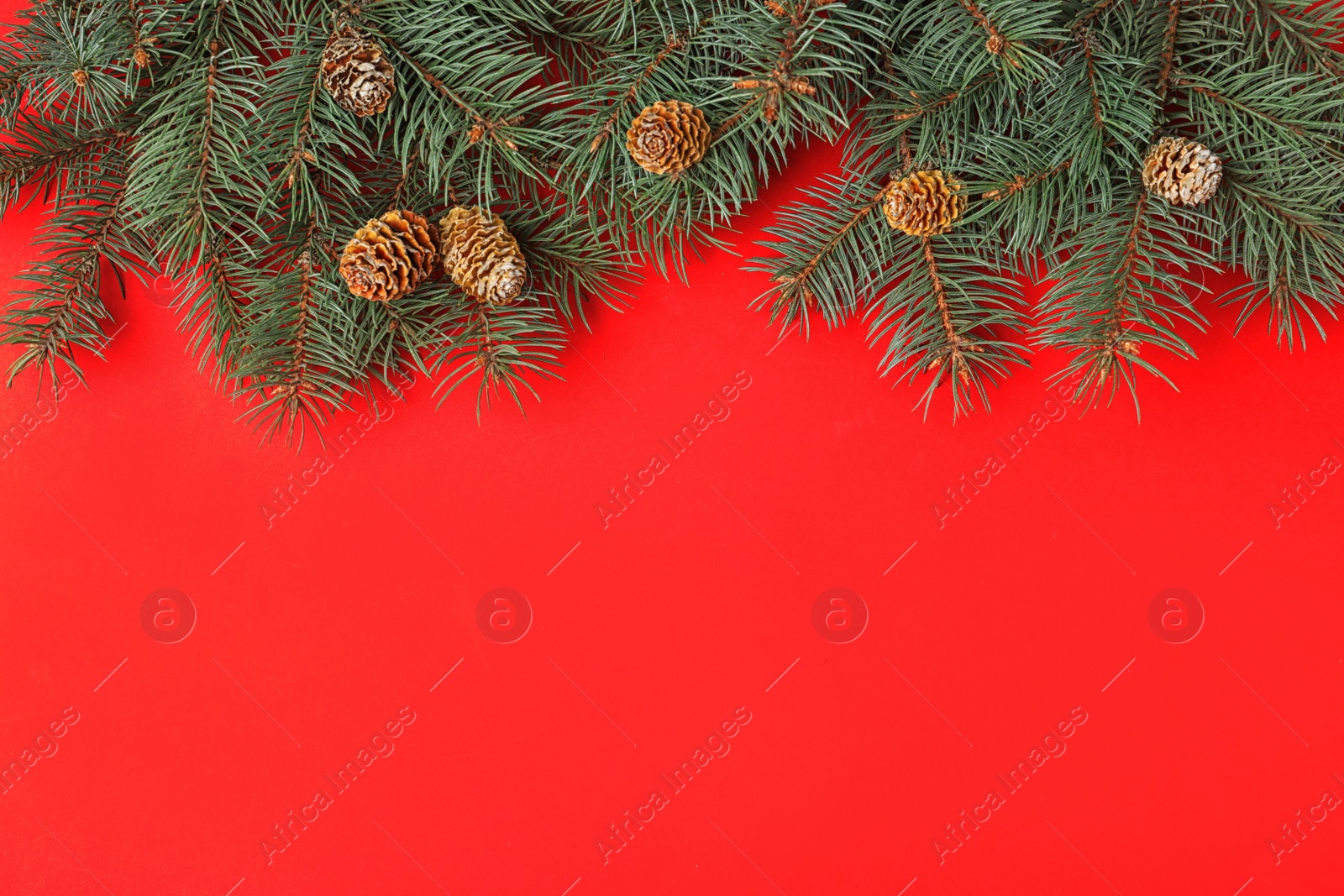 Photo of Top view of fir branches on red background, space for text. Winter holidays
