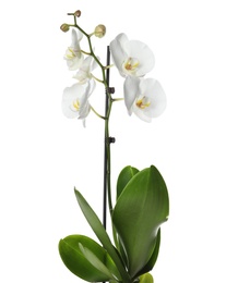 Photo of Beautiful tropical orchid flower on white background