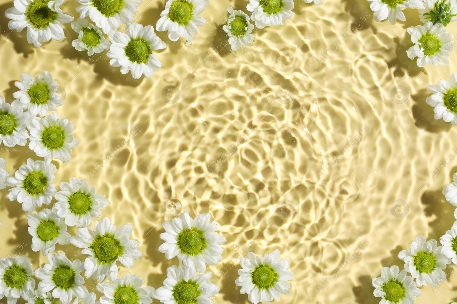 Photo of Beautiful chrysanthemum flowers in water on pale yellow background, top view. Space for text