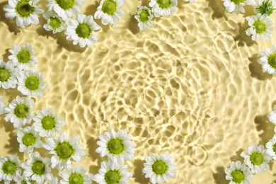 Beautiful chrysanthemum flowers in water on pale yellow background, top view. Space for text