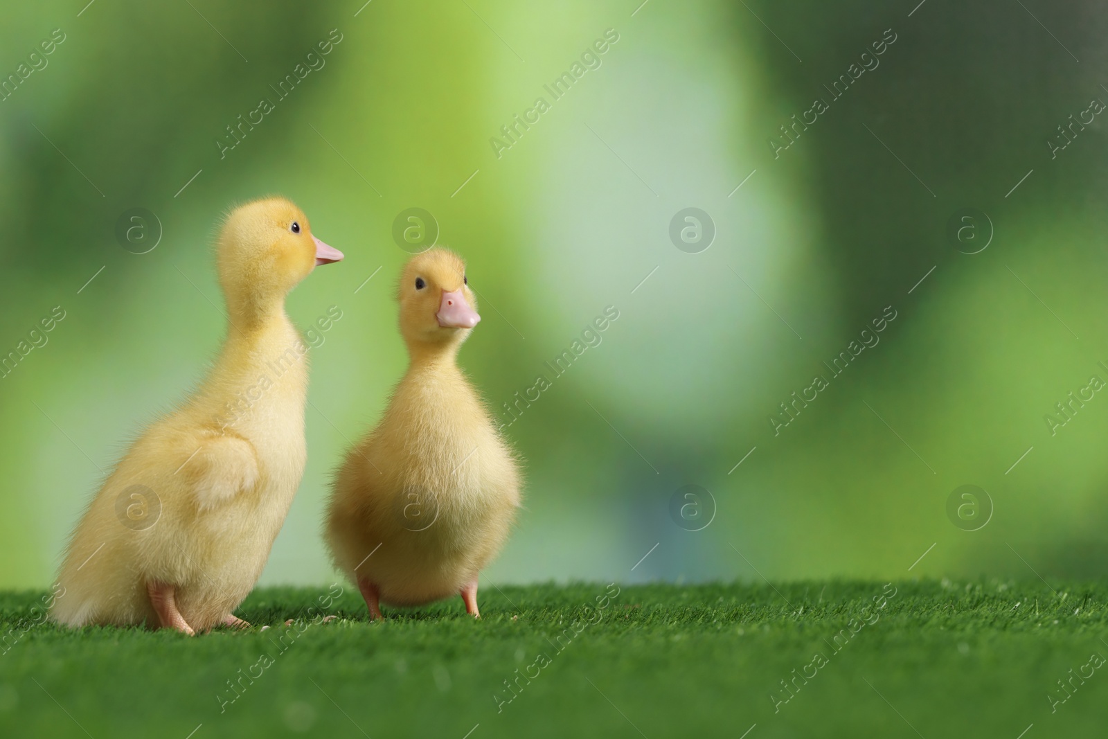 Photo of Cute fluffy ducklings on artificial grass against blurred background, space for text. Baby animals