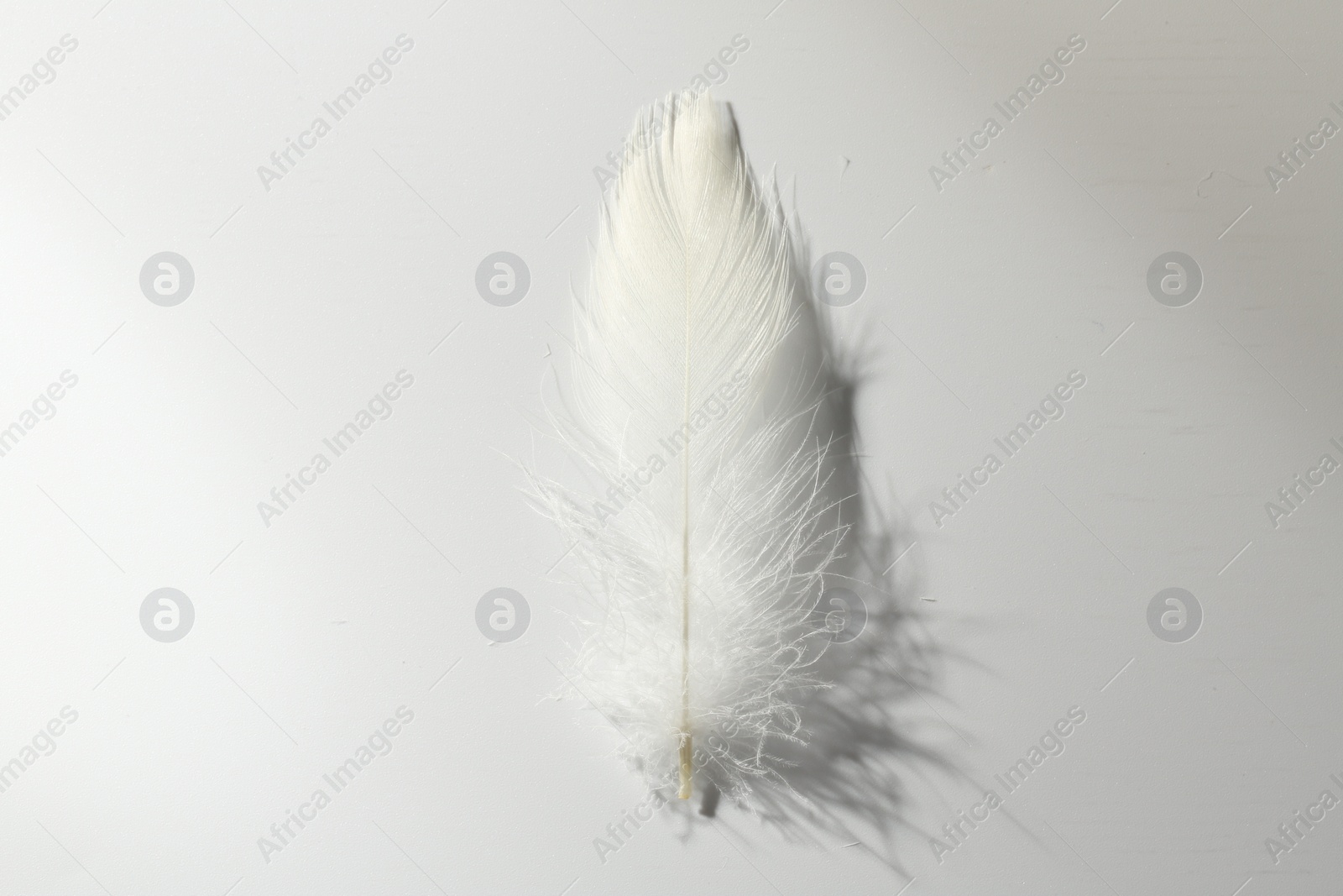 Photo of Fluffy white feather on light background, top view