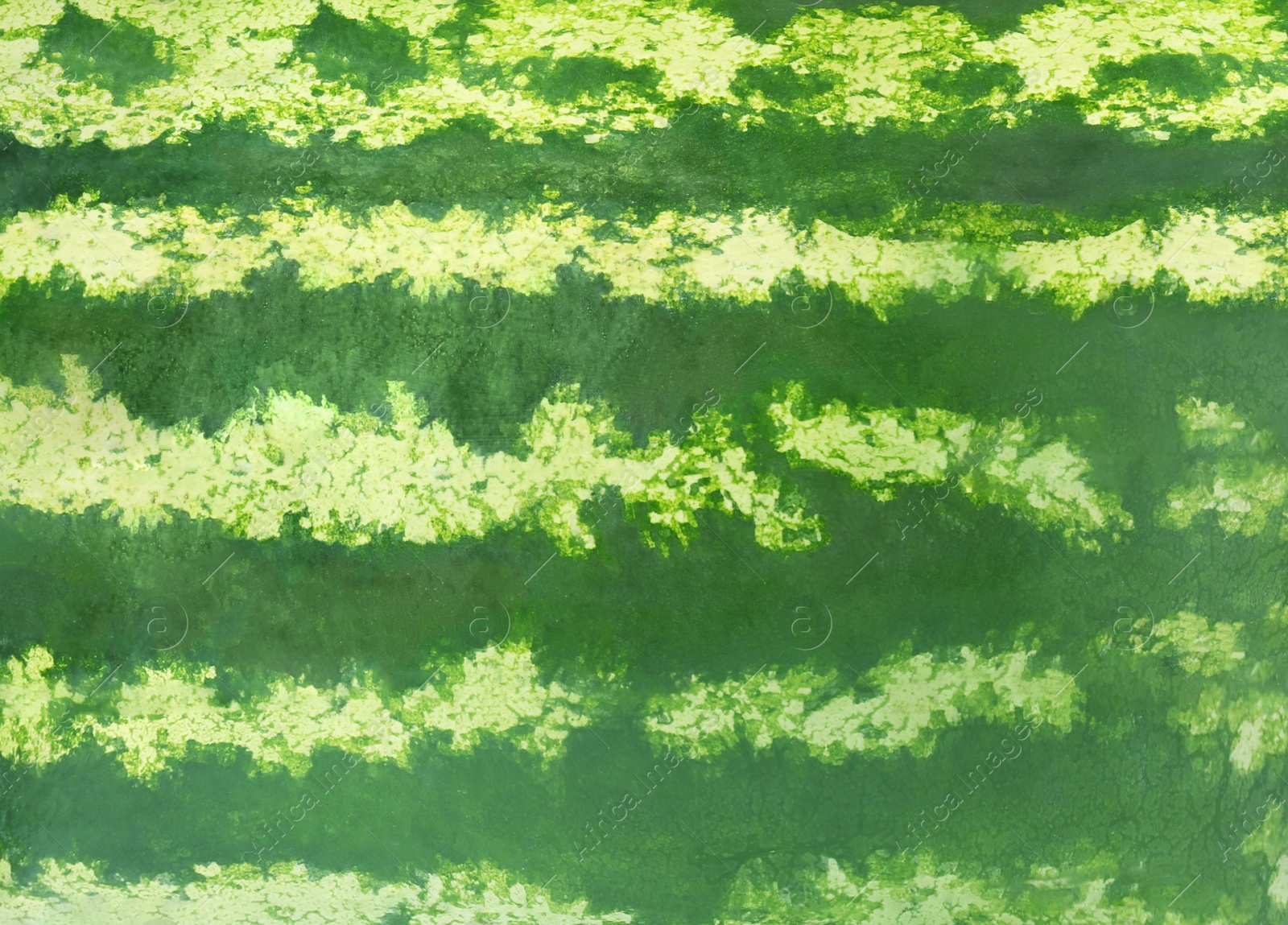 Image of Green striped rind of watermelon as background, closeup