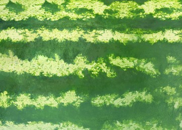 Green striped rind of watermelon as background, closeup