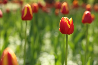 Photo of Beautiful bright tulips growing outdoors on sunny day, closeup