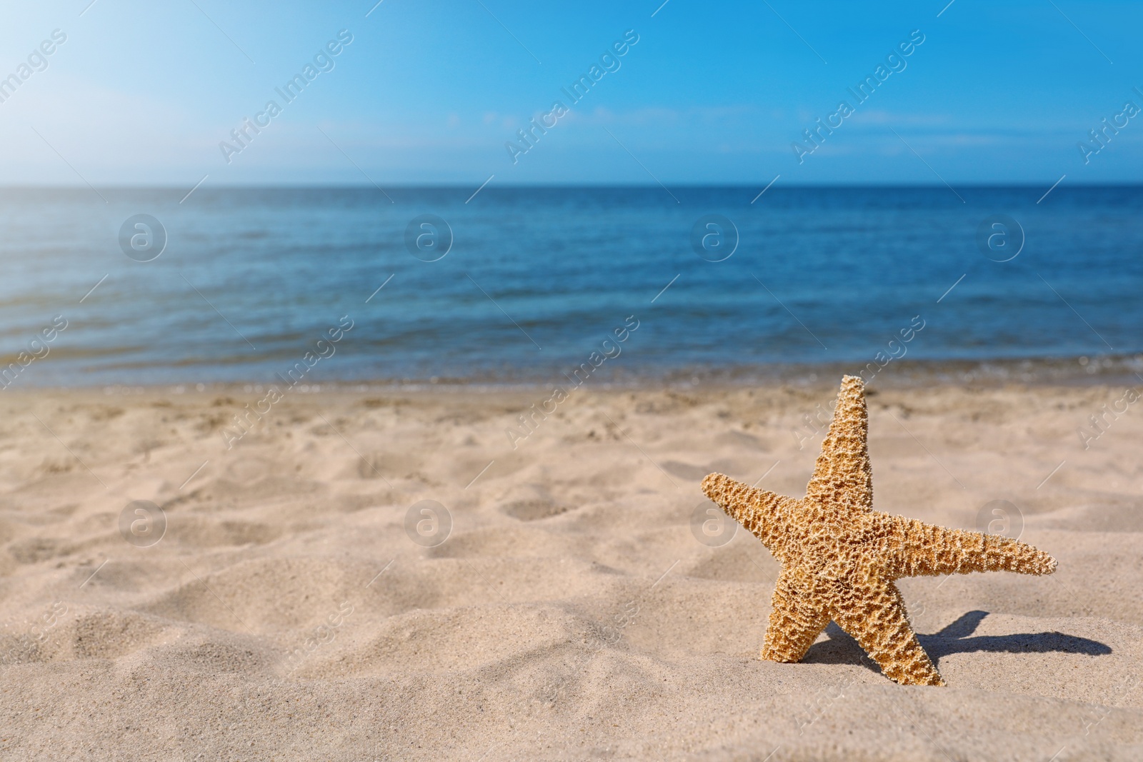 Photo of Starfish at sandy beach on sunny day. Space for text