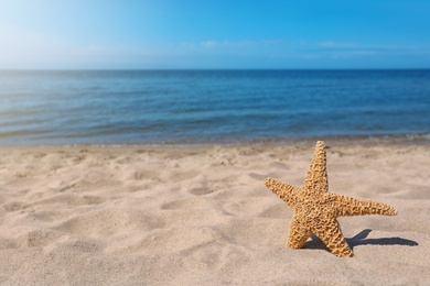 Photo of Starfish at sandy beach on sunny day. Space for text