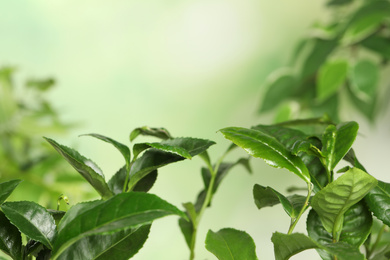 Photo of Green leaves of tea plant on blurred background