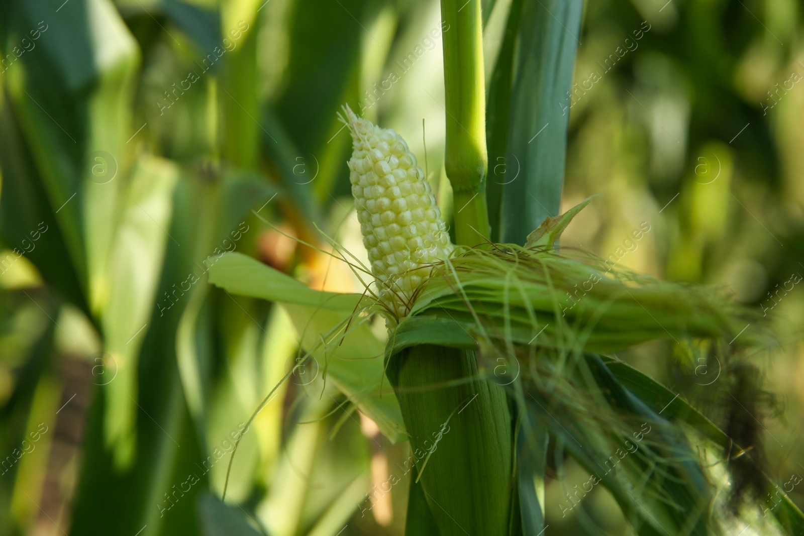 Photo of Ripe corn cob in field on sunny day, closeup