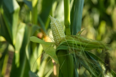 Photo of Ripe corn cob in field on sunny day, closeup