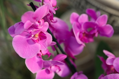 Beautiful blooming tropical orchid in store, closeup
