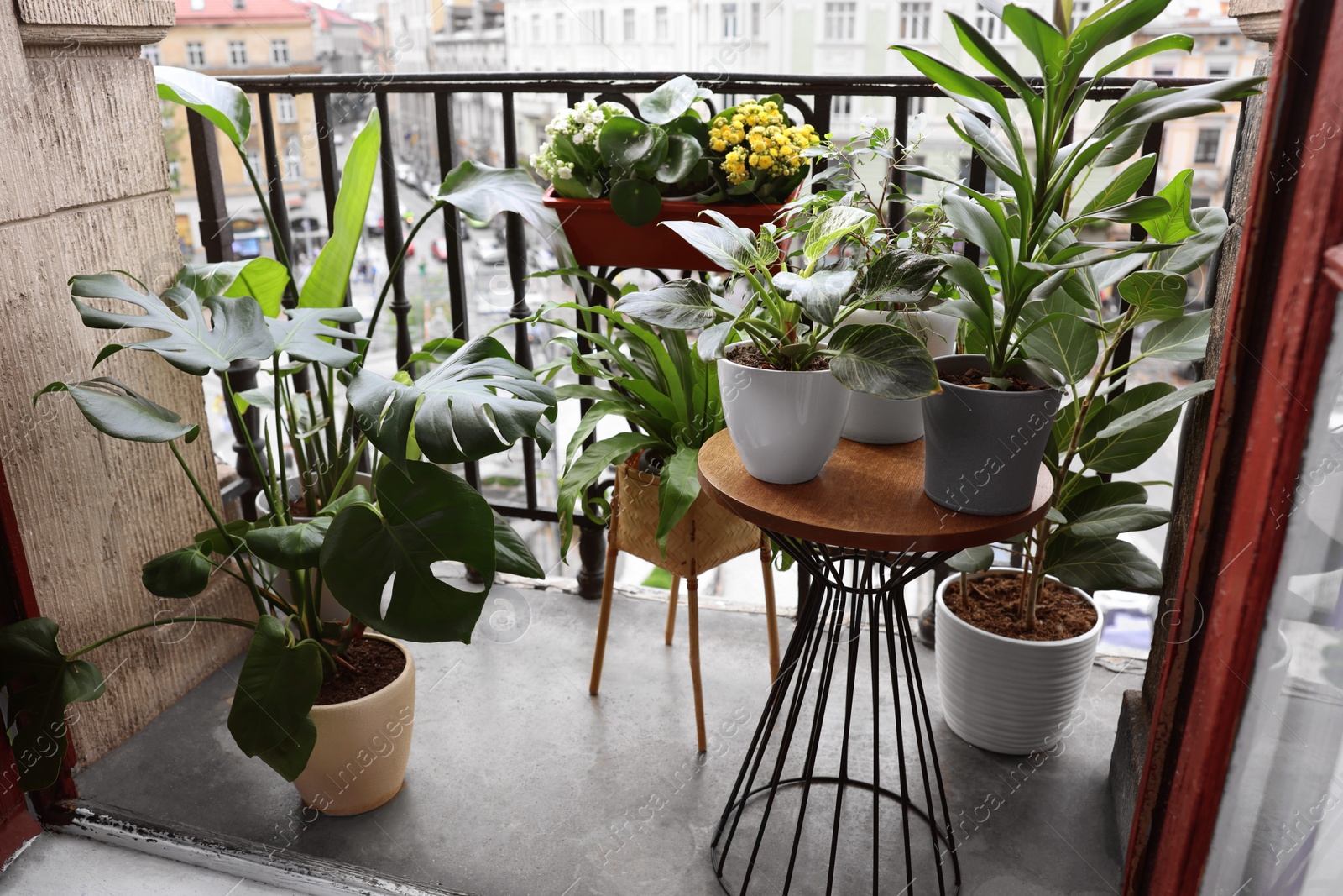 Photo of Many different beautiful plants in pots on balcony