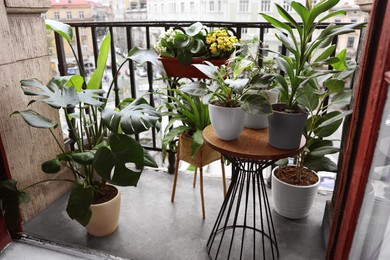 Photo of Many different beautiful plants in pots on balcony