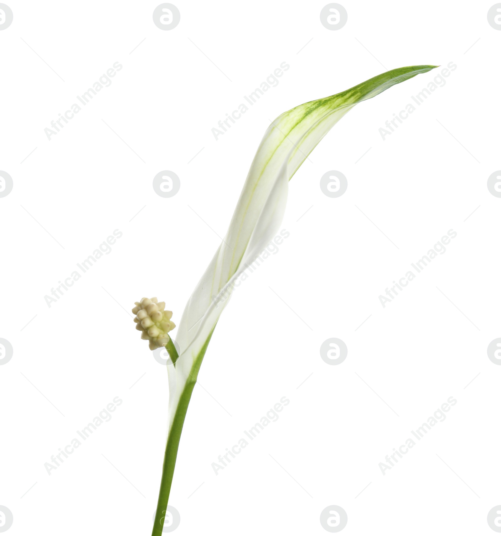 Photo of Beautiful peace lily plant on white background