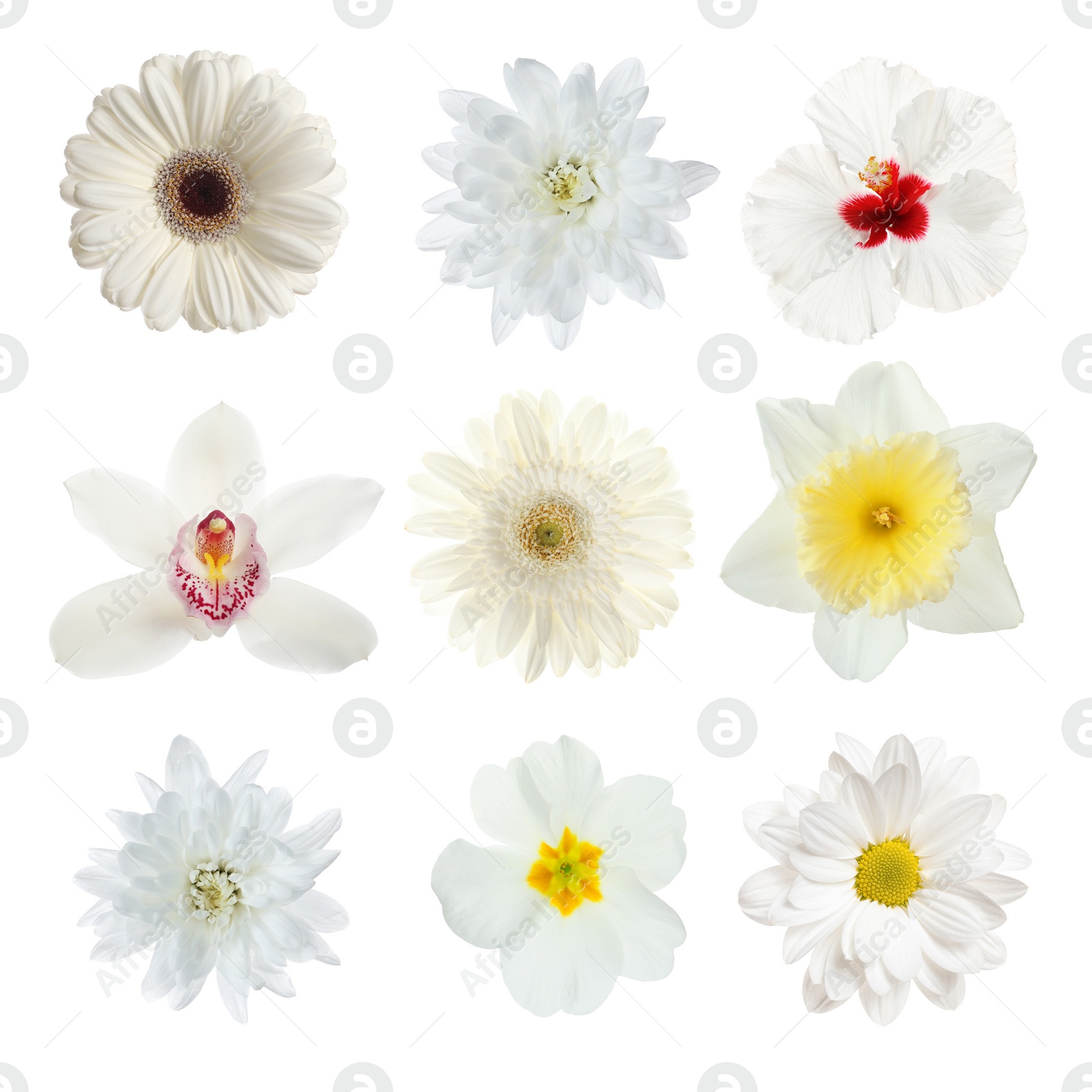 Image of Set with different beautiful flowers on white background