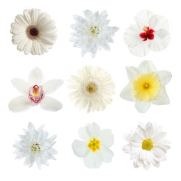 Set with different beautiful flowers on white background