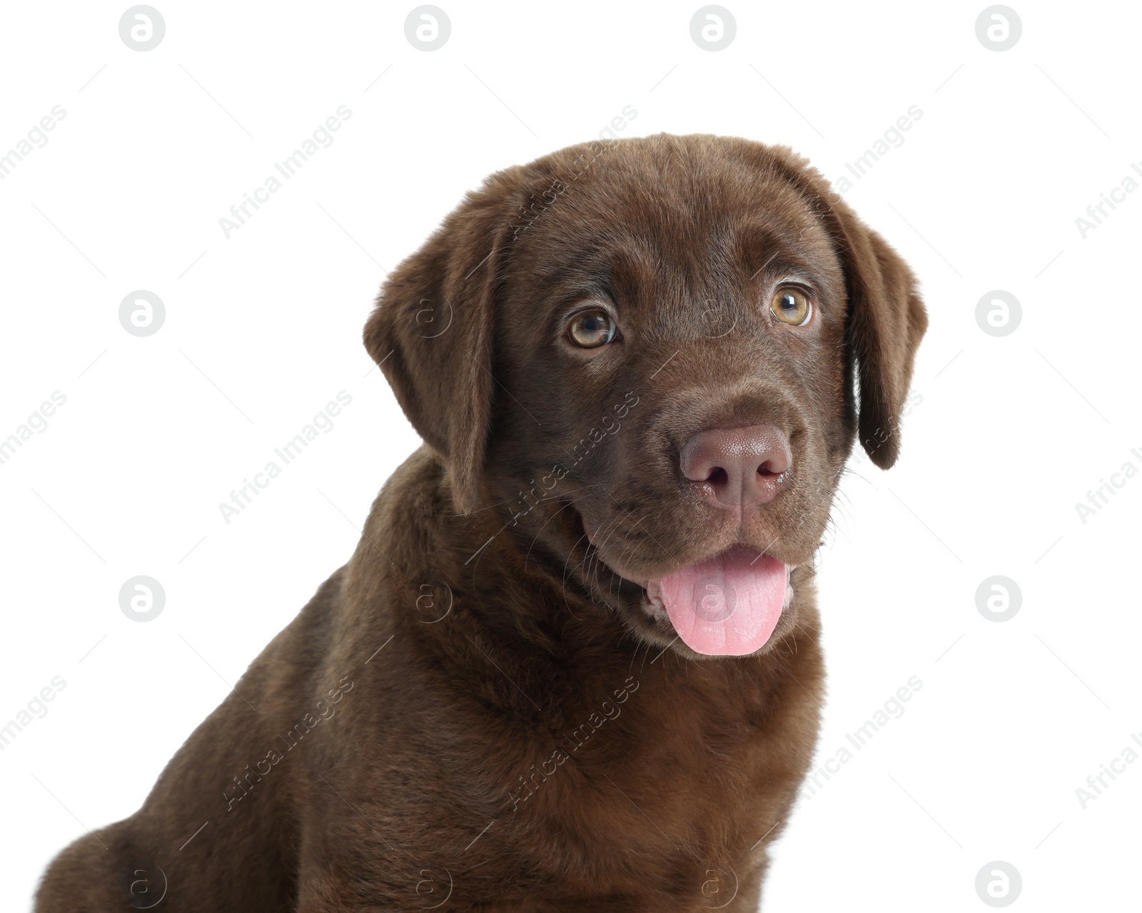 Cute chocolate Labrador Retriever puppy on white background Photo of Cute chocolate Labrador Retriever puppy on white background