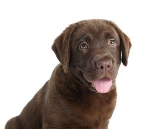 Photo of Cute chocolate Labrador Retriever puppy on white background