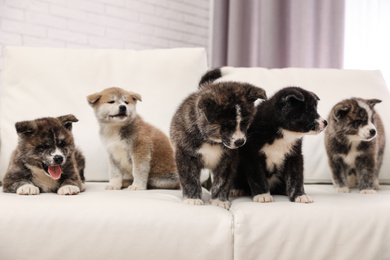 Cute Akita inu puppies on sofa indoors. Friendly dogs