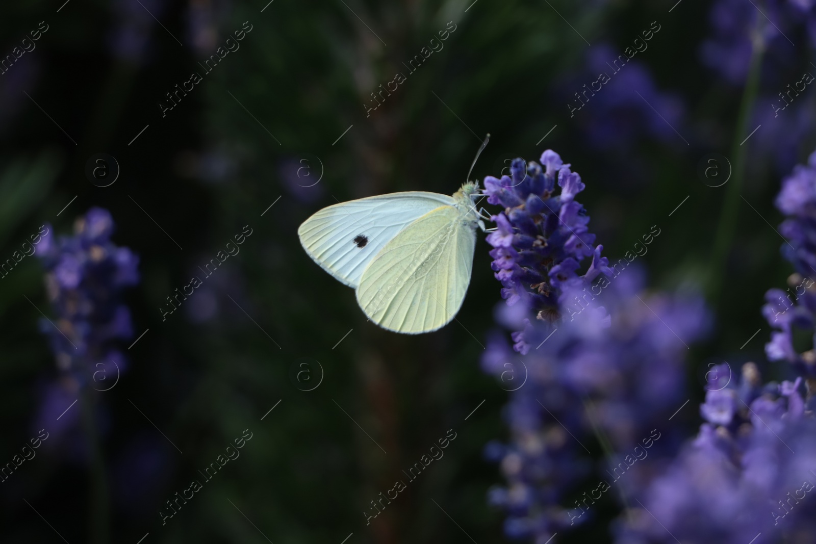 Photo of Beautiful butterfly in lavender field on summer day, closeup