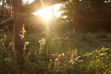 Picturesque view of countryside with beautiful wildflowers in morning