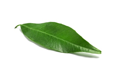 Photo of Fresh green tangerine leaf on white background