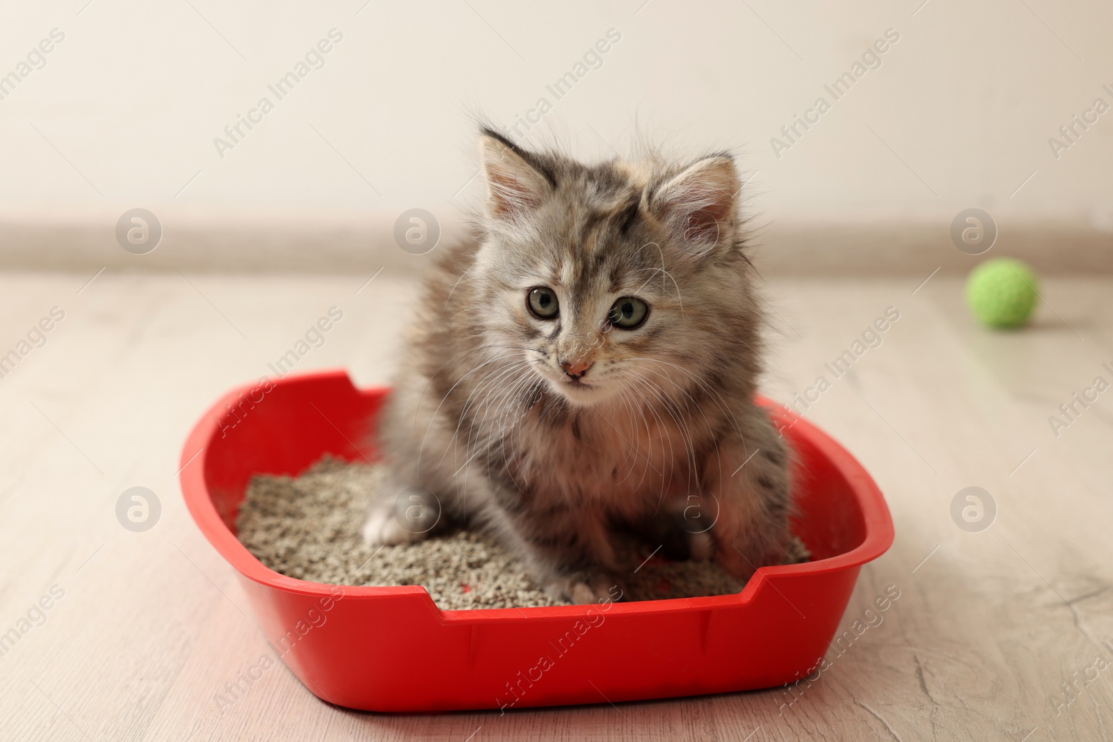 Photo of Cute fluffy kitten in litter box at home