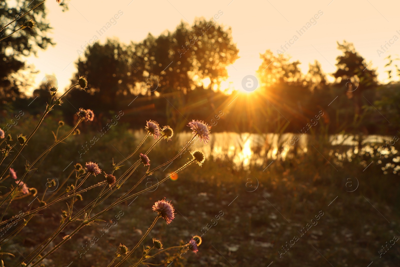 Photo of Beautiful blooming wildflowers near river in morning