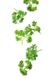 Image of Fresh green curly parsley falling on white background