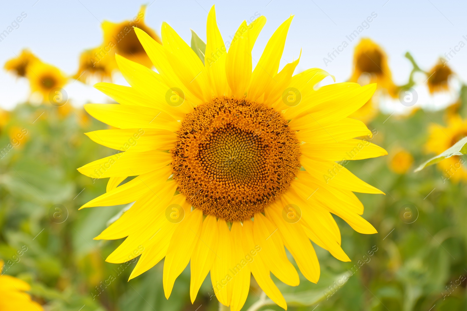 Photo of Field of yellow sunflowers on summer day, closeup