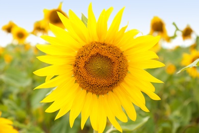 Field of yellow sunflowers on summer day, closeup