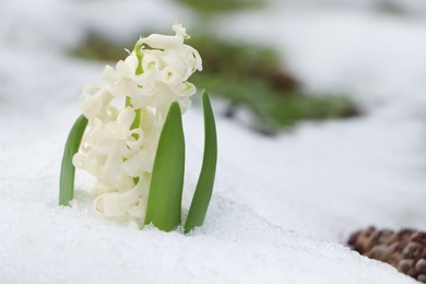 Photo of Beautiful white blooming hyacinth growing through snow outdoors, space for text. First spring flower