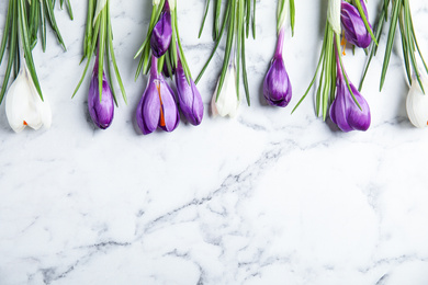 Beautiful spring crocus flowers on white marble table, flat lay. Space for text