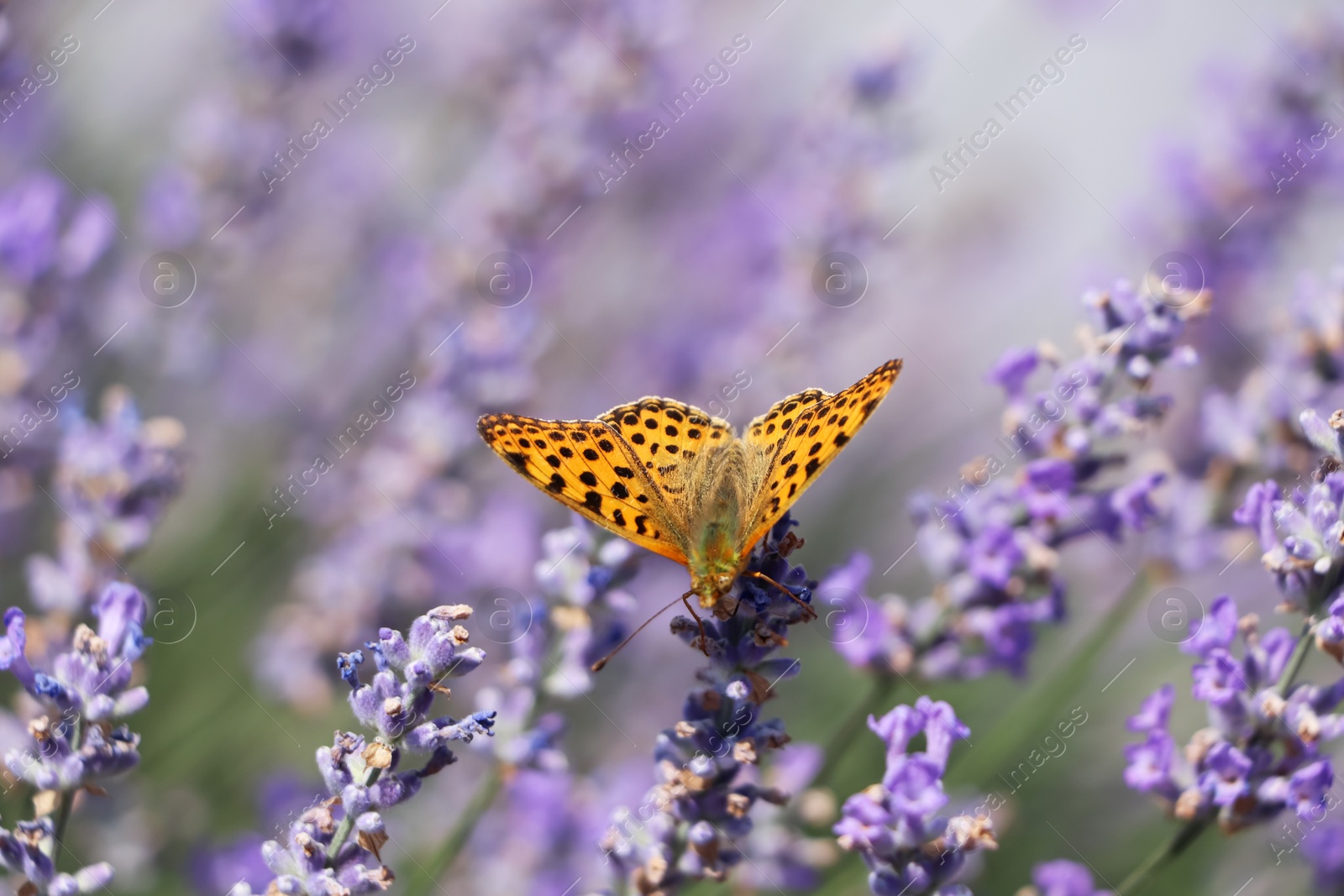 Photo of Beautiful butterfly in lavender field on sunny day, closeup