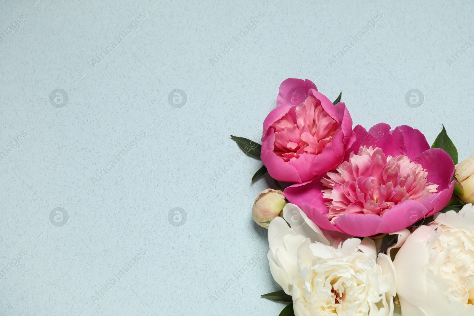 Photo of Beautiful fresh peonies and leaves on light blue background, flat lay. Space for text