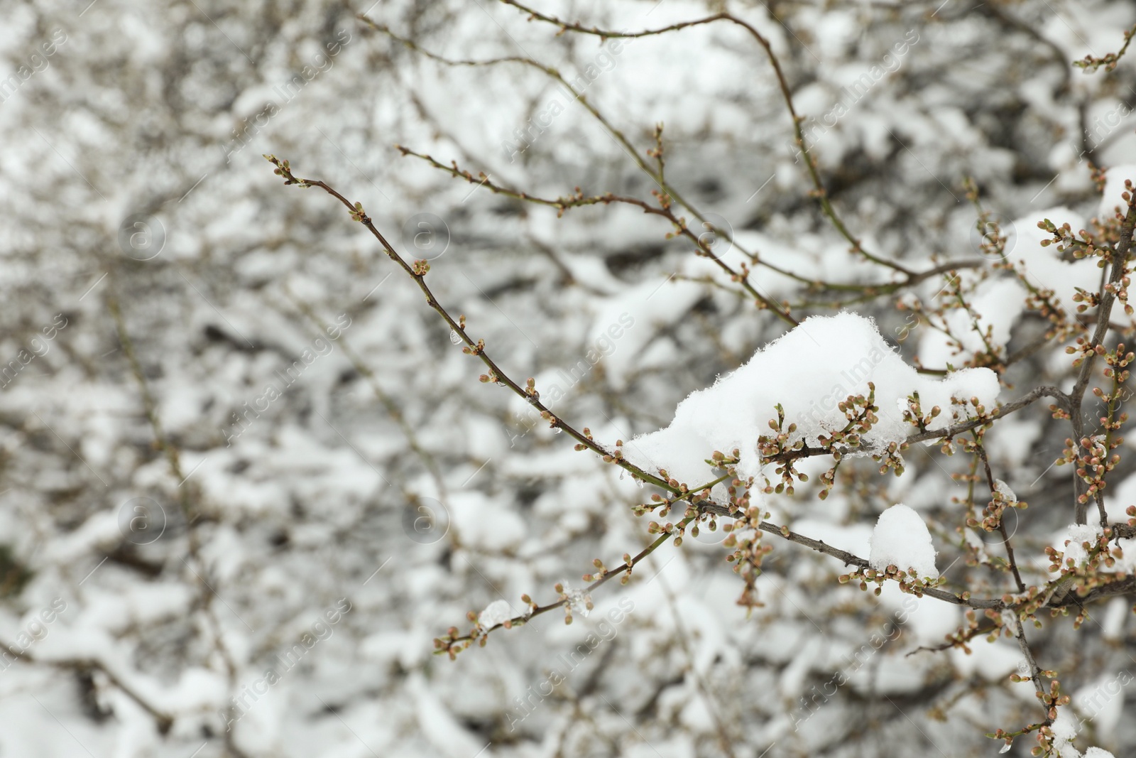 Photo of Tree branches covered with snow on winter day, closeup