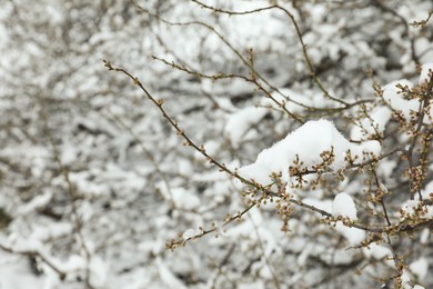 Tree branches covered with snow on winter day, closeup